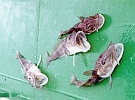 魚