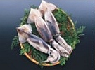 墨魚 /魷魚 /八爪魚